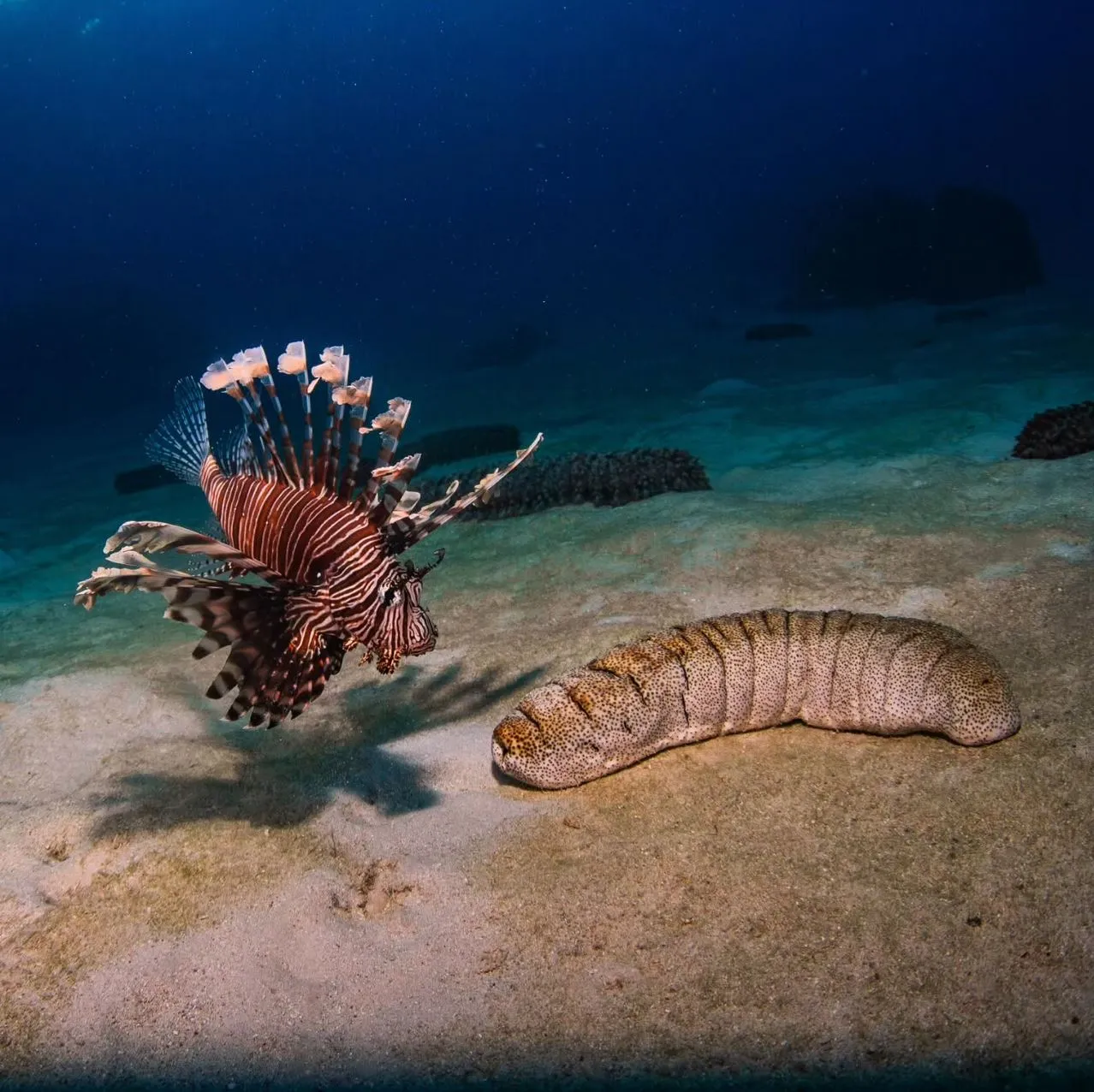 Salon Chloe | What Is The Best Diving Season On The Great Barrier Reef? A Month-By-Month Look, What The Conditions Really Feel Like