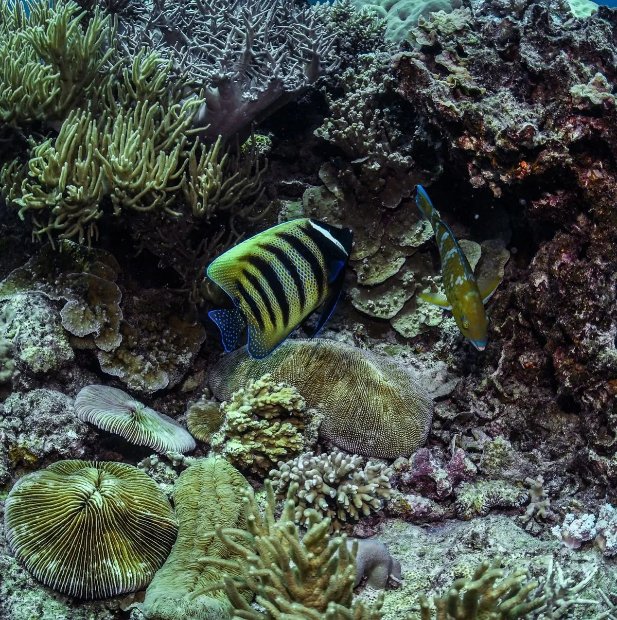 Salon Chloe | What Is The Best Diving Season On The Great Barrier Reef? A Real-World Guide to Seasonal Conditions on the Reef