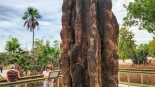 Exploring the Magnetic Termite Mounds of Litchfield National Park