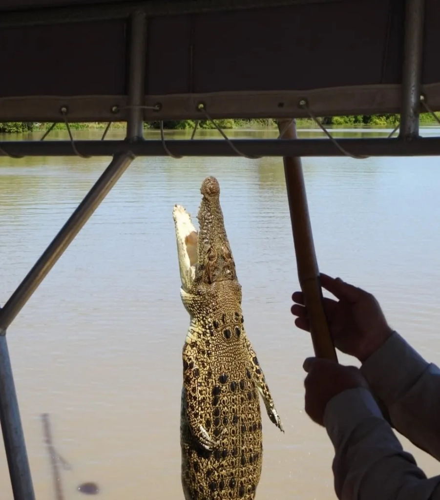 Jumping Crocodile Cruises