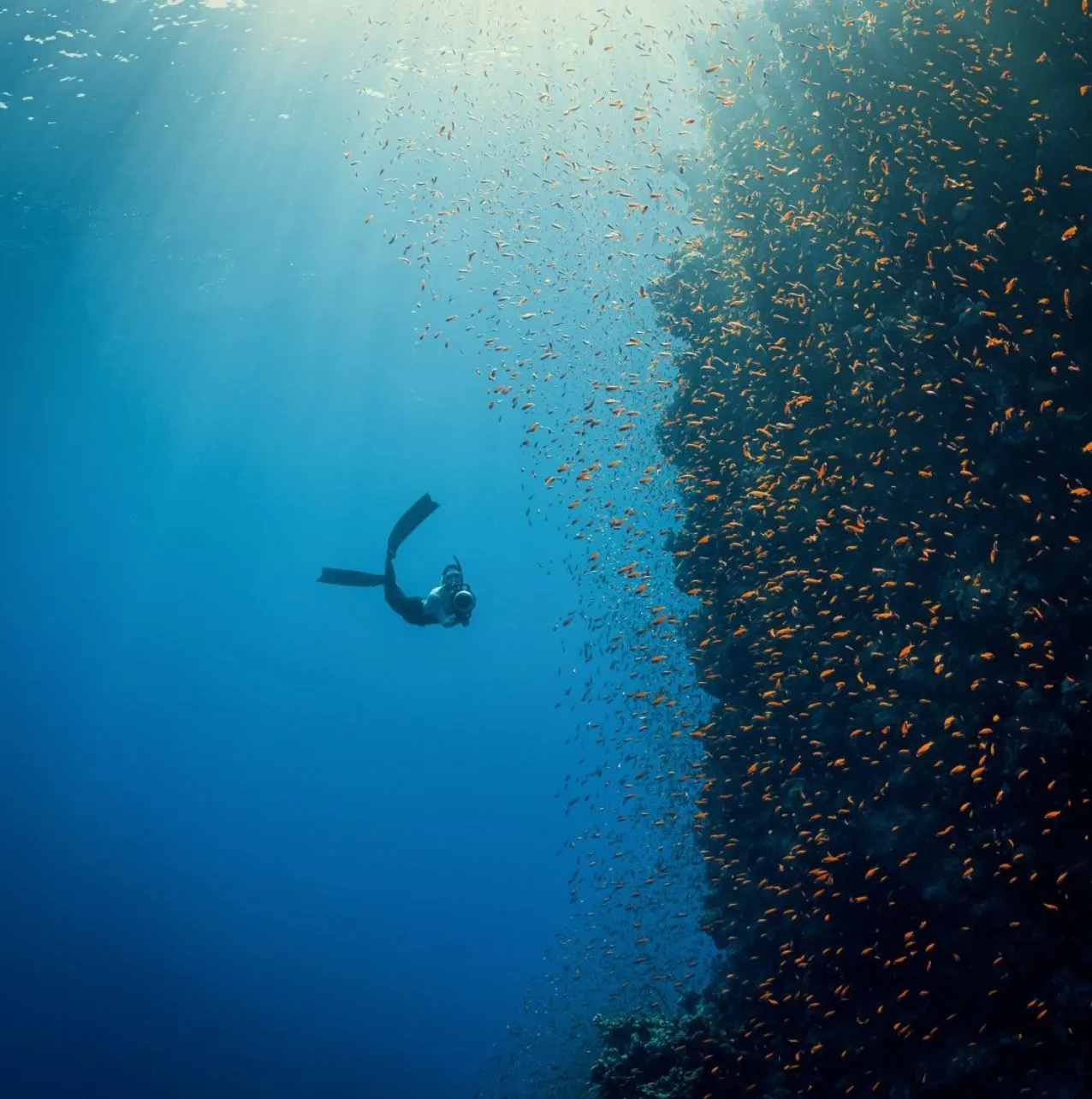 Salon Chloe | What Is The Best Diving Season On The Great Barrier Reef? Key Factors That Make A “Best Season”