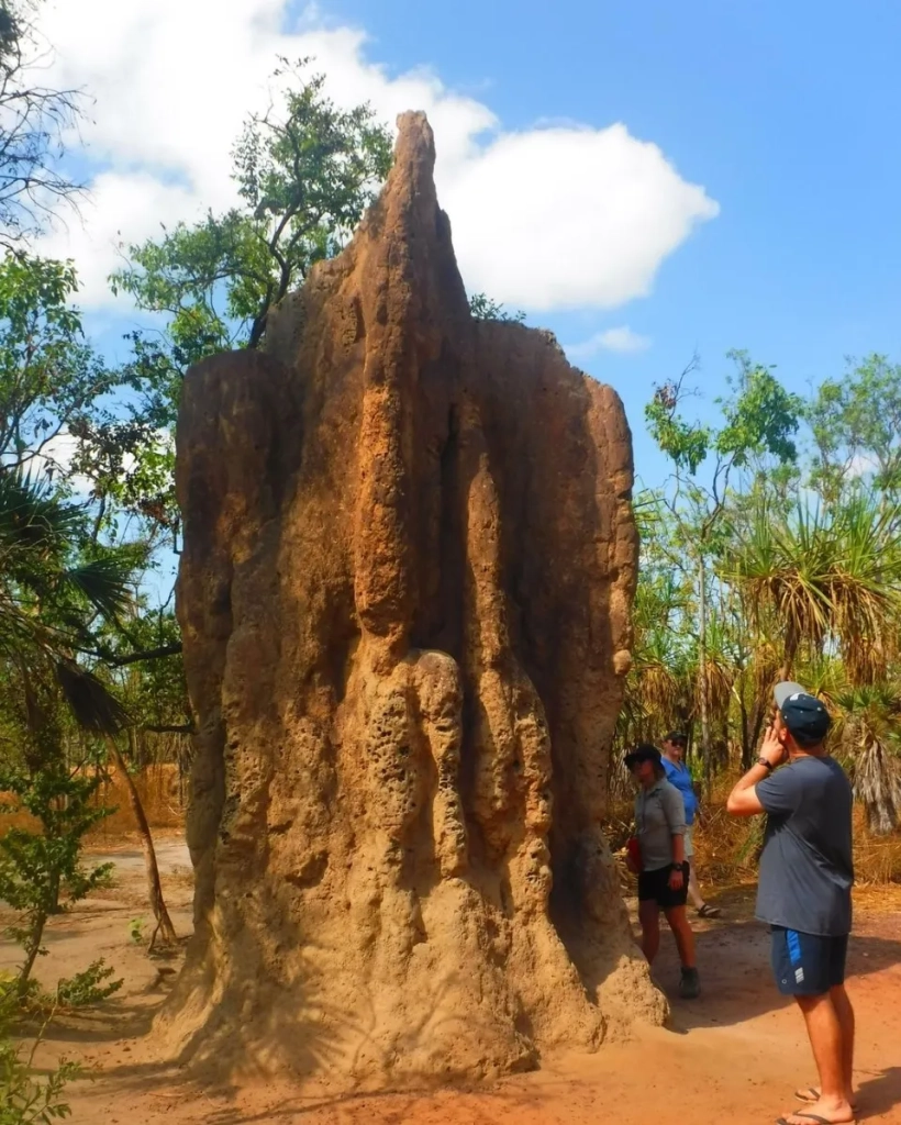 Magnetic Termite Mounds