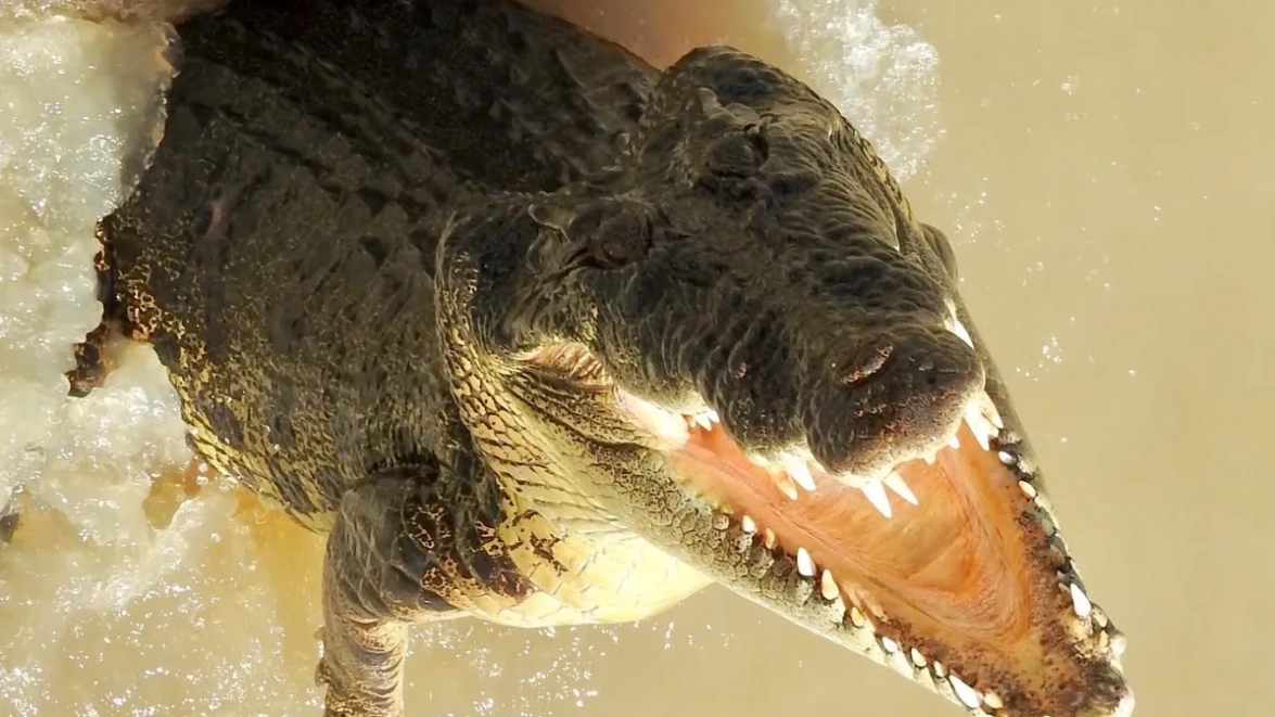 The Best Time of Year to Witness Jumping Crocodiles in the Wild