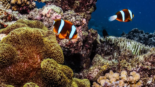 What Is The Best Diving Season On The Great Barrier Reef