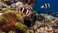 What Is The Best Diving Season On The Great Barrier Reef