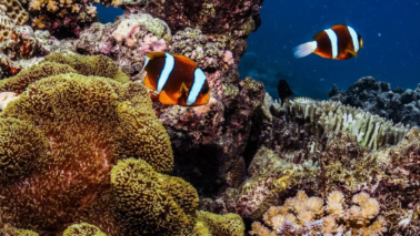 What Is The Best Diving Season On The Great Barrier Reef