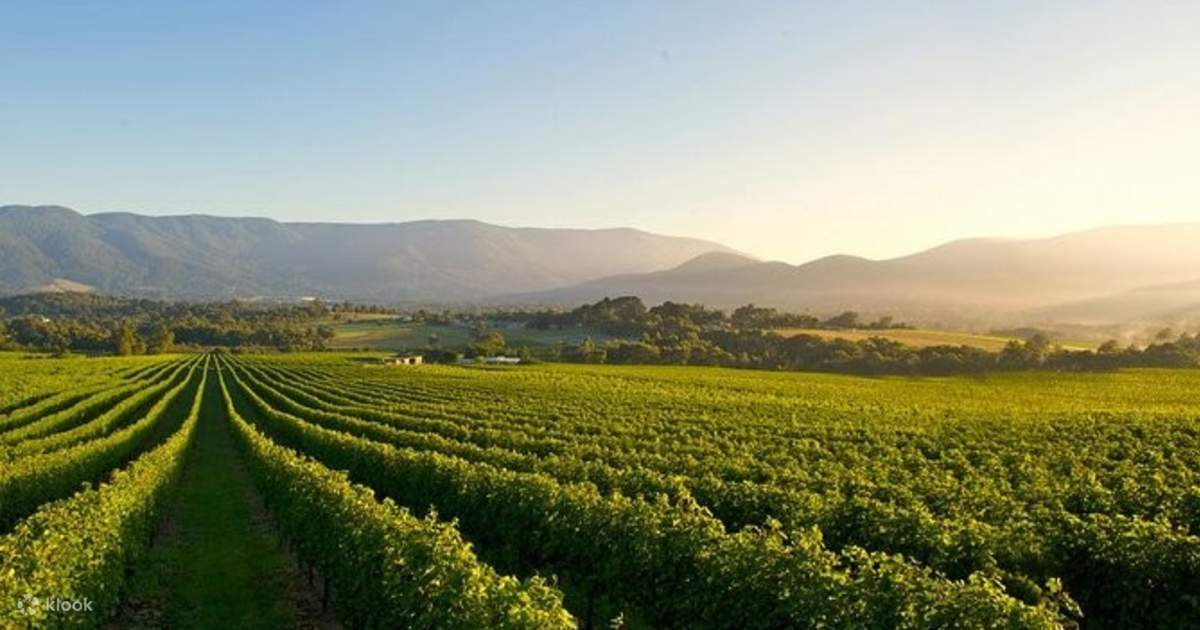 Melbourne Wine Excursions: Explore the Region's Finest Vineyards