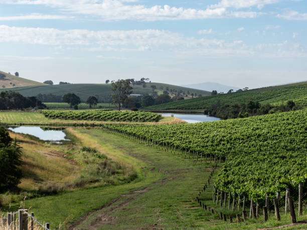 Experience the Excellence of Yarra Valley Wines with Guided Tasting Tours