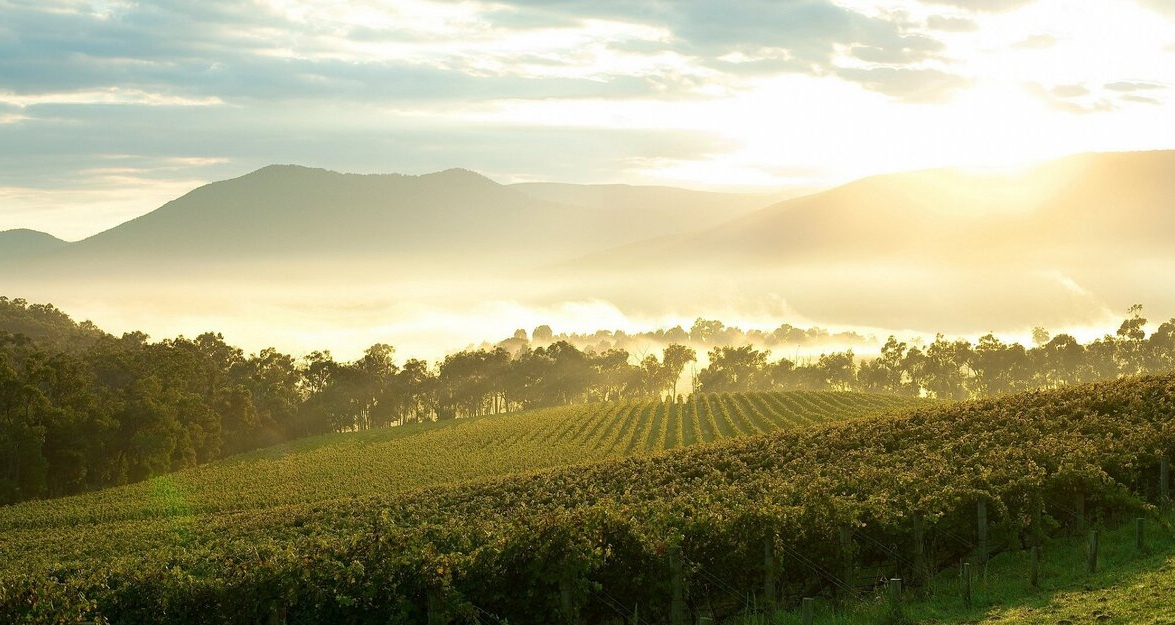 Salon Chloe | "Yarra Valley Wine Tours: A Comprehensive Guide to Australia's Best Wineries and Activities"