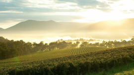 Salon Chloe | "Yarra Valley Wine Tours: A Comprehensive Guide to Australia's Best Wineries and Activities"