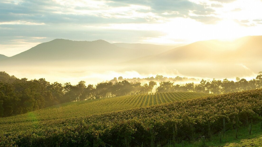Salon Chloe | "Yarra Valley Wine Tours: A Comprehensive Guide to Australia's Best Wineries and Activities" Salon Chloe | "Yarra Valley Wine Tours: A Comprehensive Guide to Australia's Best Wineries and Activities"