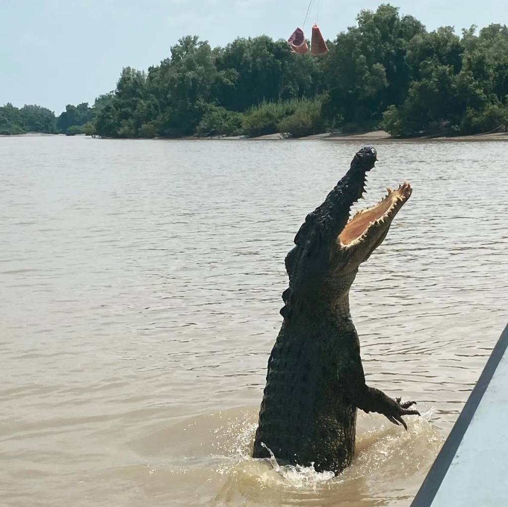 saltwater crocodiles